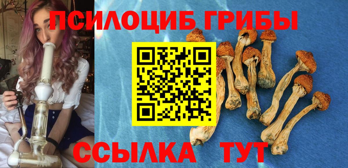 Псилоцибиновые грибы Psilocybe Долгопрудный